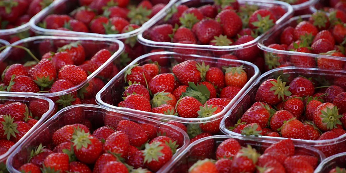 Pro Food: “Oltre le apparenze: la sostenibilità del packaging alimentare”